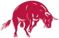 Bull attacking Royalty Free Stock Photo