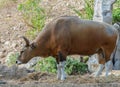 Bull or Banteng