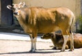 Bull banteng ruminant artiodactyl mammal Bovid Royalty Free Stock Photo