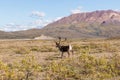 Barren Ground Caribou Bull in Velvet Royalty Free Stock Photo