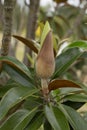 Southern Magnolia grandiflora, bud