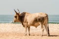 Bull on the beach in the town of Bijilo Royalty Free Stock Photo