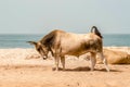 Bull on the beach in the town of Bijilo Royalty Free Stock Photo