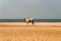 Bull on the beach in the town of Bijilo Royalty Free Stock Photo