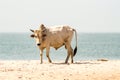 Bull on the beach in the town of Bijilo Royalty Free Stock Photo