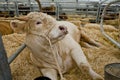 Bull beef breed Charolais Royalty Free Stock Photo