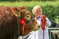 A bull being shown at a county show