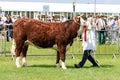 A bull being shown at a county show