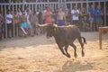 Bull being teased by brave young men in arena after the running-with-the-bulls in the streets of Denia, Spain