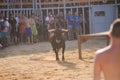 Bull being teased by brave young men in arena after the running-with-the-bulls in the streets of Denia, Spain