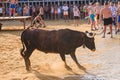 Bull being teased by brave young men in arena after the running-with-the-bulls in the streets of Denia, Spain