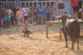 Bull being teased by brave young men in arena after the running-with-the-bulls in the streets of Denia, Spain