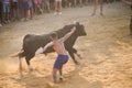 Bull being teased by brave young men in arena after the running-with-the-bulls in the streets of Denia, Spain
