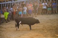 Bull being teased by brave young men in arena after the running-with-the-bulls in the streets of Denia, Spain