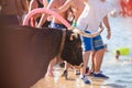 Bull being teased by brave young men in arena after the running-with-the-bulls in the streets of Denia, Spain