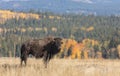 Bull Bison in Autumn in Grand Teton National Park Royalty Free Stock Photo