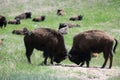 Bull Bison Butting heads Royalty Free Stock Photo