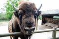 Bull bison closeup. Furry brown animal habits in summer outdoor on field in nature. Buffalo wildlife. Head with horns