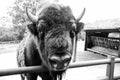 Bull bison closeup. Furry brown animal habits in summer outdoor on field in nature. Buffalo wildlife. Head with horns