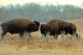 Bull Bison Fighting