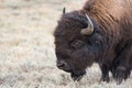 Bull Bison Head in frosty grass