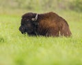 Bull Bison At Oklahoma tall grass prairie preserve Royalty Free Stock Photo