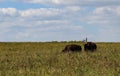 Bull bison sneaking up on a female on the tall grass prarie with oil well pump jack on the horizon