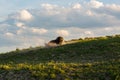 Bull Bison wallowing on hillside on a summers evening light