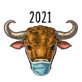 Bull with blue medical masks. Vintage color engraving illustration Royalty Free Stock Photo