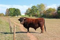 Bull of the breed Dexter cattle on a pasture Royalty Free Stock Photo