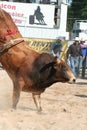 Bull bucking Royalty Free Stock Photo