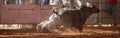 Bull Bucks Off Cowboy Rider Into The Dust At Country Rodeo