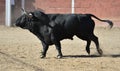 Bull in bullfighting ring Royalty Free Stock Photo