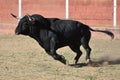 Bull in bullfighting ring Royalty Free Stock Photo