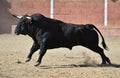 Bull in bullfighting ring Royalty Free Stock Photo