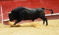 Bull in bullring in spain