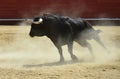 Bull in bullring in spain