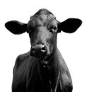 Bull-calf Royalty Free Stock Photo