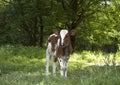 Bull-calf Royalty Free Stock Photo