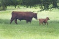 Bull and calf in beautiful pasture, calf is running Royalty Free Stock Photo