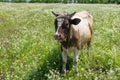 Bull-calf chained on summer erigeron annuus flower field