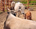 Bull, calf and cows Royalty Free Stock Photo