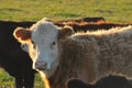 A bull calf face on fringed with evening light