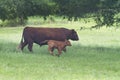 Bull and calf in a green pasture, beef cattle sire and baby Royalty Free Stock Photo