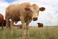 Bull Calf and herd