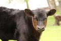 Bull Calf Portrait Royalty Free Stock Photo