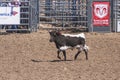 Bull calf preparing to run at Rodeo Santa Maria, CA, USA