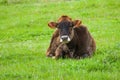 Bull-calf on a spring pasture at rainy day Royalty Free Stock Photo