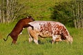 Bull calf trying to try its drifts on father