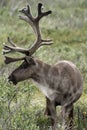 Bull Caribou Royalty Free Stock Photo